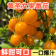 原起點(diǎn)黑珍珠番茄苗紅黃千禧圣女果苗秧小西紅柿種子籽串收種植四季蔬菜 黃圣女番茄苗6棵