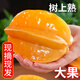 果點(diǎn)旺福建漳州楊桃新鮮水果應季甜楊桃現摘2斤裝單果150g起 凈重2斤裝送酸梅粉單果150g起