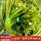 京地達(dá)云南特產(chǎn)新鮮蔬菜水性揚(yáng)花凈重1斤裝海菜花源頭直發(fā)包郵