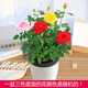 花財主迷你小玫瑰花苗盆栽帶花苞好養花卉植物四季開(kāi)花微型月季花苗多色 一盆三色顏色隨機帶花苞 帶盆栽好