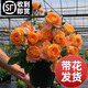 臨雅果汁陽臺月季花苗灌木大花盆栽室內(nèi)紅果汁陽臺多頭玫瑰花苗棒棒糖 【帶花帶花苞】果汁陽臺1加侖