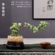 佰花錦六月雪盆景懸崖茶桌禪意室內窗臺小綠植物辦公室茶幾擺件桌面盆栽 【送圓底座】六月雪+陶瓷蓮花盆+苔蘚鋪面 10-20cm