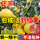 臨雅柚子樹(shù)苖紅心紅肉蜜柚嫁接三紅蜜柚果樹(shù)果苖南方北方種植當年結果 紅心蜜柚（高60-80cm）