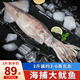 海宏盈 海捕大魷魚整條 1500g 3-6條 無包冰新鮮海鮮軟足類生鮮