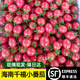 順豐包郵海南千禧果超甜小番茄圣女果玲瓏新鮮水果小西紅柿孕婦 普通快遞【5斤裝千禧】