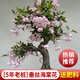花翁盆栽花卉綠植盆景 (5年2cm老樁)精品垂絲海棠花+肥料源頭直發(fā)