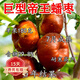 歐悟棗樹(shù)活苗種特大蟠棗樹(shù)苗南北方盆栽地栽四季種植果樹(shù)樹(shù)苗當年結果 5年苗-當年結果 80cm(含)-89cm(含)