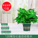 綠蘿盆栽室內(nèi)植物新房家用吸除甲醛凈化空氣水培綠植花卉長(zhǎng)藤綠蘿 120#加侖盆自吸水【10盆】澆水壺+10包肥
