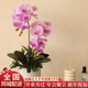 植伴蝴蝶蘭盆栽喬遷開(kāi)業(yè)商務(wù)慶典鮮花速遞同城室內植物花卉上海配送花 _闔家歡樂(lè )--2株蝴蝶蘭盆栽（花盆類(lèi)似）