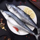 5斤新鮮海捕鮮活鲅魚(yú)馬鮫魚(yú)整條冷凍鲅魚(yú)批發(fā)新鮮大馬鮫魚(yú)整魚(yú)商 鲅魚(yú)整條5斤（8兩左右一條）