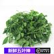 桃李村【順豐】五葉神新鮮蔬菜 絞股藍(lán) 七葉膽 福音草 煲湯食材 500g