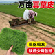瑯闕真草坪帶土草皮庭院綠化鋪墊帶泥土馬尼拉草坪1平方米源頭直發(fā)