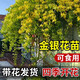 可食用金銀花樹(shù)苗濃香四季開(kāi)花卉盆栽陽(yáng)臺庭院爬藤植物老樁帶花苞 【精品】金銀花紅色1.5公分左右粗