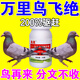 驅鳥(niǎo)劑驅鳥(niǎo)神器盈滿(mǎn)田驅鳥(niǎo)藥持久高效農田防鳥(niǎo)高效趕鳥(niǎo)麻雀鴿子劑 驅鳥(niǎo)保果劑【單瓶裝】