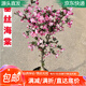 萌肉居海棠樹(shù)樁盆栽盆景梅花海棠花樹(shù)苗耐寒植物垂絲海棠苗1顆源頭直發(fā)