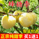 蒲戀嫁接蜂糖李子樹苗帶分枝脫骨青脆李子果樹苗南北方盆地栽當年結果 12年特粗苗【買一送一】當年結果 正宗蜂糖李子樹苗