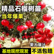 歐悟石榴樹樹苗 嫁接突尼斯軟籽無籽石榴樹苗 庭院陽臺盆栽地栽果樹苗 突尼斯軟籽6年苗結果多 70cm(含)-150cm(含)