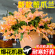 京厽新品重瓣蟹爪蘭盆栽帶花苞耐寒花卉大室內(nèi)陽臺植物易活四季開花 新款-主圖色橙色蟹爪蘭10顆帶花苞+肥料 裸根不帶土