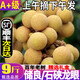 廣東高州石硤龍眼應季新鮮水果5斤儲良桂圓現摘現發(fā)孕婦水果順豐R 5斤【帶箱精選】