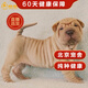 帥帥名寵 沙皮狗活體幼犬 純種沙皮犬幼崽 大瀝犬北京實(shí)體 寵物級