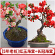 花翁盆栽花卉綠植盆景 5年2cm老樁精品[紅玉海棠+長壽冠海棠]源頭直發(fā)