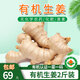 彩虹雨【基地直發(fā)】有機蔬菜有機生姜2斤有機認證新鮮直發(fā)