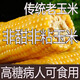 胖東來(lái)同款老玉米笨玉米糖尿病人專(zhuān)用玉米棒傳統普通玉米有嚼 老玉米5斤8-10 0g 根