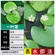 瘋狂水草一一葉蓮浮萍水草水培植物水生植物魚缸里的水培植物源頭直發(fā)包郵