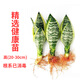 錦楓（jinfeng）虎皮蘭植物長(zhǎng)腳盆栽室內(nèi)臥室客廳大型裸苗 3顆金邊虎皮蘭(20-30cm) 不含盆