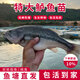 正宗鱸魚(yú)苗批發(fā)魚(yú)苗活體淡水養殖加州鱸魚(yú)苗10公分特大號兇猛大口黑鱸淡水魚(yú)苗 鱸魚(yú)苗3-4cm左右20條（僅限一單）