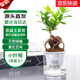 急兔榕樹人參榕小葉榕造型盆景花卉綠植盆栽小榕樹早安盆源頭直發(fā)