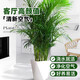 行湘袖珍椰子大綠植花卉 袖珍椰子1.4-1.6米 含菱形樹脂盆 源頭直發(fā)