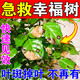 幸福樹(shù)專(zhuān)用營(yíng)養液肥料葉子急救黃葉落葉干枯黑斑病康靈殺蟲(chóng)劑正品 1瓶裝【500ml】