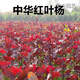 春枝韻中華紅葉楊速生無(wú)絮觀(guān)賞楊南林3804南林3412扦插苗白楊樹(shù)苗107 中華紅葉扦插條/1米長(cháng)株 90cm(含)-99cm(含)