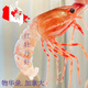 加拿大進(jìn)口原盒野生牡丹蝦紅牡丹蝦日料刺身海鮮 加拿大進(jìn)口紅牡丹蝦 1kg(凈重)  M號（多種包裝隨機發(fā)貨）