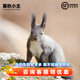 暮秋小主2025頭窩家養松鼠活物幼崽寵物雪地黃山金花松鼠活物魔王松鼠活體 魔王松鼠繁殖組（1公1母）