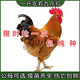 一斤純種九斤紅大紅公雞活苗紅玉公雞活雞土雞苗散養(yǎng)公雞活苗包活 一斤左右九斤紅雞 4只裝(3公1母)