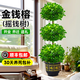 金錢(qián)榕大盆栽室內客廳大型綠植搖錢(qián)樹(shù)發(fā)財樹(shù)四季常青落地榕樹(shù)植物 金錢(qián)榕1.4-1.5米+福字盆