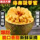 南業(yè)果（NANYEGUO）海南三亞黃肉菠蘿蜜當季特產(chǎn)新鮮水果整個(gè)木波羅蜜 15-20斤