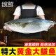 繽鮮 山東 黃金大鲅魚(yú)6-8斤1條 青甘魚(yú) 生鮮水產(chǎn)-源頭直發(fā)