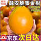 田拾記融安脆蜜金桔金柑【第三代-JD/順豐多地次日達】廣西金桔新鮮水果 果王15-18個(gè)/斤 送禮有面巨甜 3斤嘗鮮裝【很劃算】?jì)?.5斤