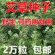 旺浦商貿艾葉靳艾草種子野生香艾草苗食用青團大葉艾蒿青蒿種籽四季驅蚊草 食用艾草種子2萬(wàn)粒+肥料1包