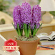 歐悟 進(jìn)口帶芽風(fēng)信子種球 室內盆栽花卉綠植耐寒易活植物水培花卉球根 紫羅蘭 單顆種球 單顆種球不含盆