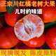 四川三月紅橘萬(wàn)州默科特紅桔川陳皮原料烤柑橘子孕婦新鮮水果iuu 5斤 實(shí)惠裝