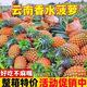 物鮮仙子正宗云南西雙版納香水小菠蘿當(dāng)季新鮮水果小菠蘿現(xiàn)摘現(xiàn)發(fā) 4斤 精選小菠蘿