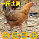 一斤正宗散養(yǎng)土雞脫溫小雞活苗蘆花雞仔麻羽綠殼蛋土雞苗包活到家 10只半斤土雞【全母】買7送3