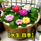 蝶沾花大睡蓮四季水生水培植物花卉種子開花水養(yǎng)荷花水蓮花盆栽綠植池塘 大睡蓮花根塊 3個 不帶盆