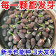 碗蓮種七彩五顏六色水培花卉水養(yǎng)四季蓮花荷花種蓮藕綠植水缸植物 混色碗蓮-50粒已開口 混色碗蓮種子-已開口遇水救活