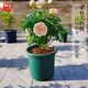 愛(ài)麗思花盆塑料深型樹(shù)脂花盆特大號多肉花盆種花種菜盆10號軍綠色