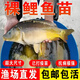 裸鯉魚苗體淡水養(yǎng)殖食用冷水觀賞魚活體裸斑魚無甲無磷鯉魚德國鏡鯉三道鱗小魚苗 100條5-7厘米裸鯉魚苗【多發(fā)10%防損】